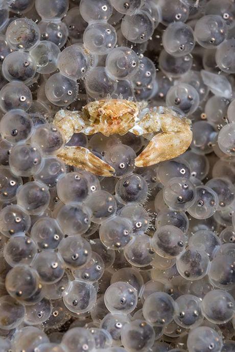 Estas son las mejores fotos acuáticas del año