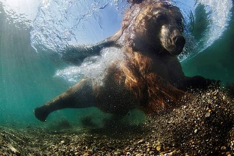 Estas son las mejores fotos acuáticas del año