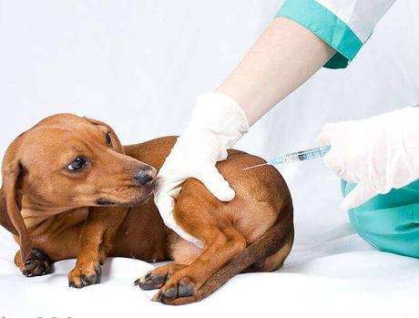 vacunas que necesita tu perro