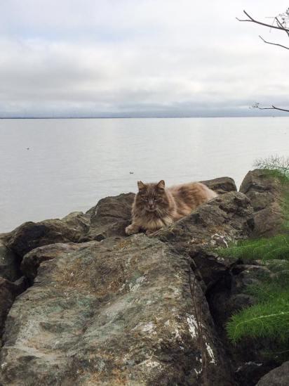 El proyecto Gatos de la Bahía (Project Bay Cat) 12047029_1033129526732502_3726684885286438567_n