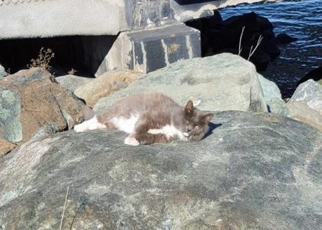 El proyecto Gatos de la Bahía (Project Bay Cat) 12341632_1061953173850137_3482140285488521293_n