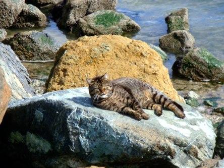 El proyecto Gatos de la Bahía (Project Bay Cat) tabby-tanning-bed_0