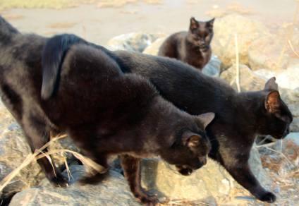 El proyecto Gatos de la Bahía (Project Bay Cat) 12322520_1062195250492596_7434110717257528671_o