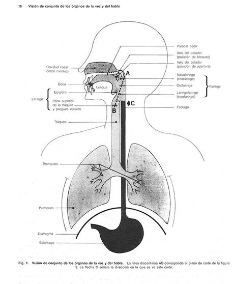 Cómo se produce tu voz. Cómo se produce tu voz.