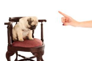 ¿Castigo o Refuerzo Negativo para tu Perro?
