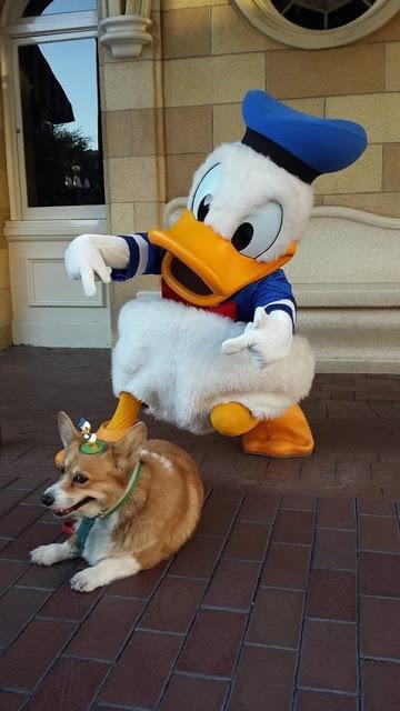 Mira el perrito que paso las mejores vacaciones de su vida en Disney ayer