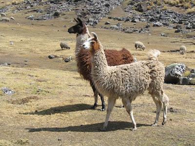 El caminar del gato y otras divagaciones