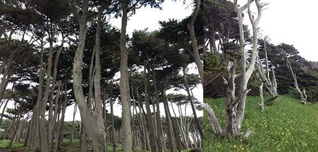 Suicide in Holiday Inn Golden Gate Natural Park