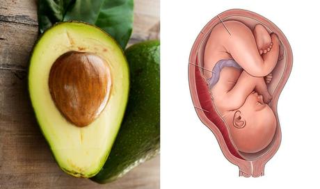 Frutas y verduras: alimentos beneficiosos similares a nuestro cuerpo Avocado