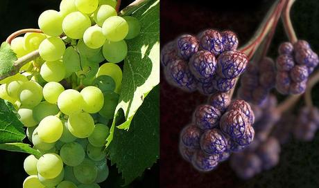 Frutas y verduras: alimentos beneficiosos similares a nuestro cuerpo uva polmoni