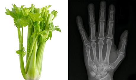 Frutas y verduras: alimentos beneficiosos similares a nuestro cuerpo Sedano