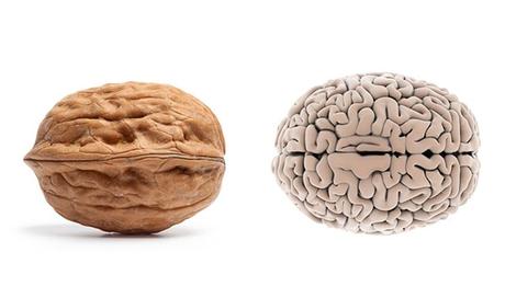 Frutas y verduras: alimentos beneficiosos similares a nuestro cuerpo noci cervello