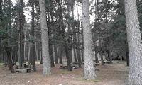 DE   PASEO   POR    LA    SIERRA    DE   LA   PEDRIZA