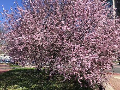 FRAYED MINI.- FRAYED MINI.-