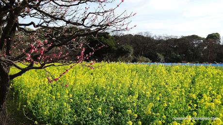 Tokio; los jardines Hamarikyu y los sótanos de la estación de Tokio