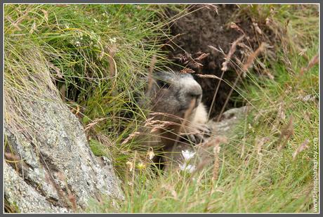 Marmota Carretera Grossglockner (Austria)