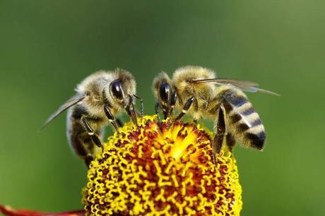 Fotos bellas: Abejas trabajando - Beautiful photos: Bees working.