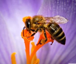 Fotos bellas: Abejas trabajando - Beautiful photos: Bees working.