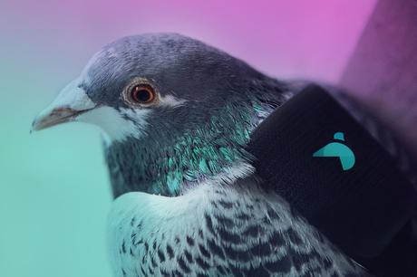 Escuadrón de palomas sobrevuela Londres para monitorear la contaminación