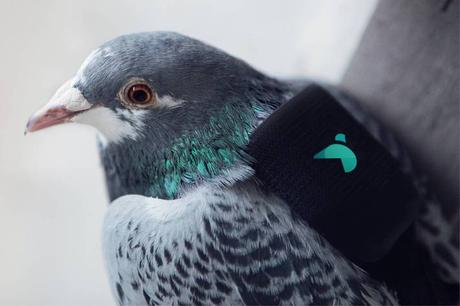 Estas simpáticas aves usan un sensor para medir la polución Estas simpáticas aves usan un sensor para medir la polución