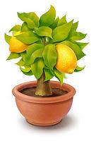 Cultivar un limonero en maceta