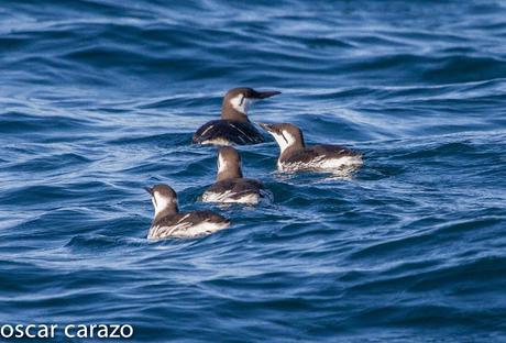 MARINAS CON LURGAIA II (PAGALO GRANDE  Y ARAO)