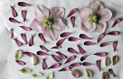 Cuadros con hojas y flores prensadas: DIY (III) Cuadros con hojas y flores prensadas: DIY (III)