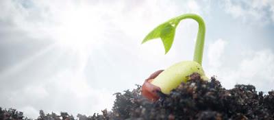 La parábola del sembrador (Mateo 13, 1-9) La parábola del sembrador (Mateo 13, 1-9)