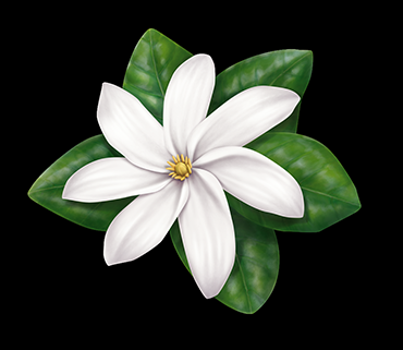 Aceite para cabellos secos y gruesos: Matrix Biolage Exquisite Oil Aceite para cabellos secos y gruesos: Matrix Biolage Exquisite Oil