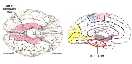 Áreas cerebrales del reconocimiento facial