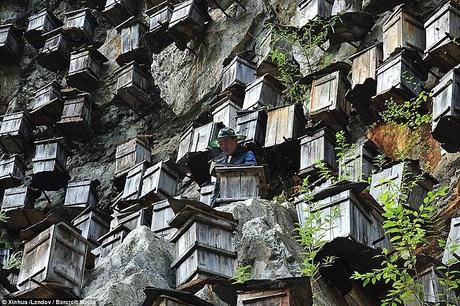 IMÁGENES ESPECTACULARES DE APICULTURA CHINA - SPECTACULAR IMAGES CHINA BEEKEEPING.