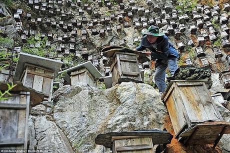 IMÁGENES ESPECTACULARES DE APICULTURA CHINA - SPECTACULAR IMAGES CHINA BEEKEEPING.