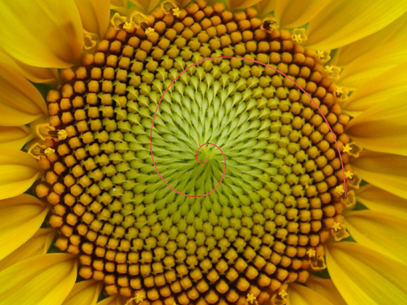 La falsa curva de Fibonacci