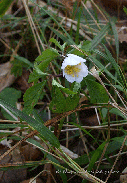 Primeras flores