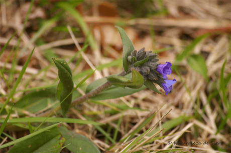 Primeras flores