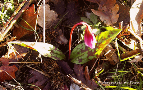 Primeras flores