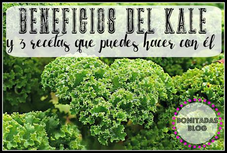 Beneficios Del Kale Y 3 Recetas Que Puedes Hacer Con Él