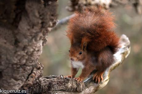 Ardilla roja, la simpática Ardilla roja, la simpática