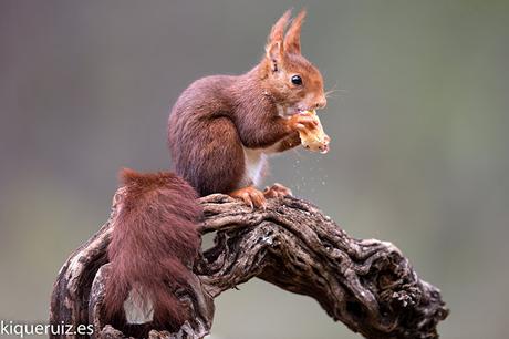 Ardilla roja, la simpática Ardilla roja, la simpática