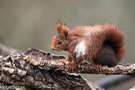 Ardilla roja, la simpática Ardilla roja, la simpática