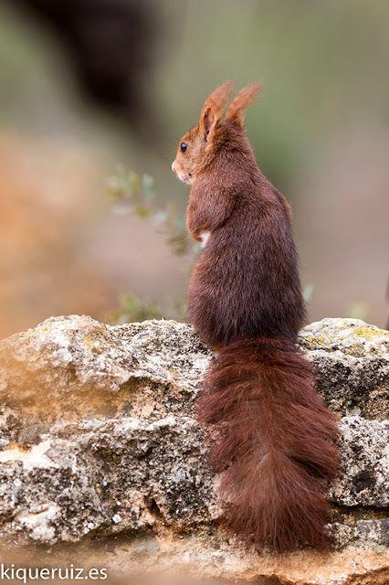 Ardilla roja, la simpática Ardilla roja, la simpática