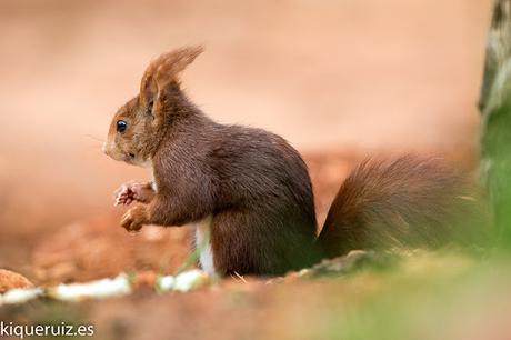 Ardilla roja, la simpática Ardilla roja, la simpática