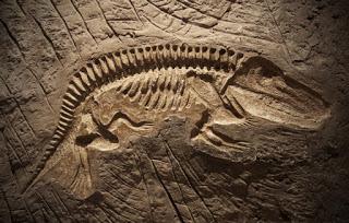 Extraño fósil replantea la evolución de los vertebrados