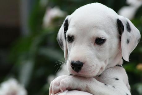 cuándo abren los ojos los perros