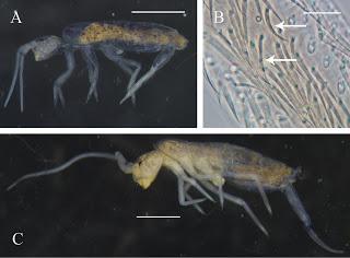 Nuevas especies de colémbolos en cuevas de China