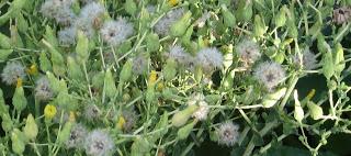 semillas lechuga semillas lechuga