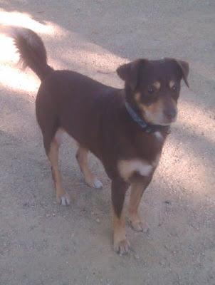 Mascotas de libro: Tim Mascotas de libro: Tim