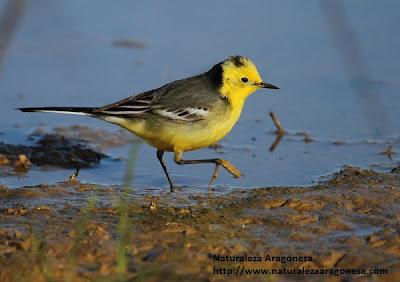 Primera observación de Lavandera cetrina (Motacilla citreola) en Aragón