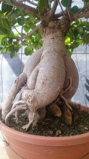 Ficus Ginseng