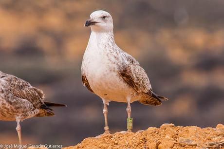 OBSERVANDO AVES EN NAVARRA ESPAÑA-Birding IN NAVARRE SPAIN